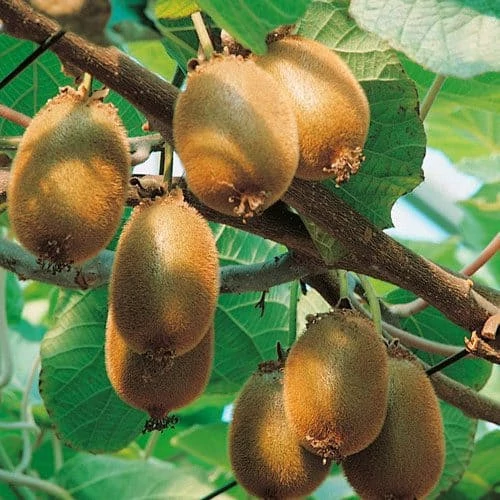 Actinidia - Porzós kivi K2