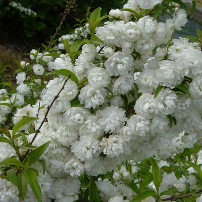 Prunus glandulosa Alba Plena  Japán díszmeggy fehér babarózsa K2L 60/80