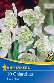 Kiepenkerl Galanthus Flore Pleno hóvirág virághagymák 10db