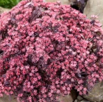 Sedum SunSparkler Plum Dazzled - Varjúháj D14