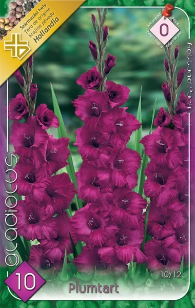 Kardvirág Gladiolus Plumtart 10db/cs