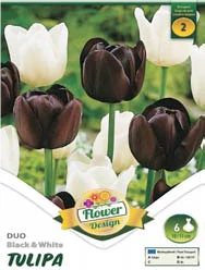 Tulipán virághagyma 6-db-os Duo black and white