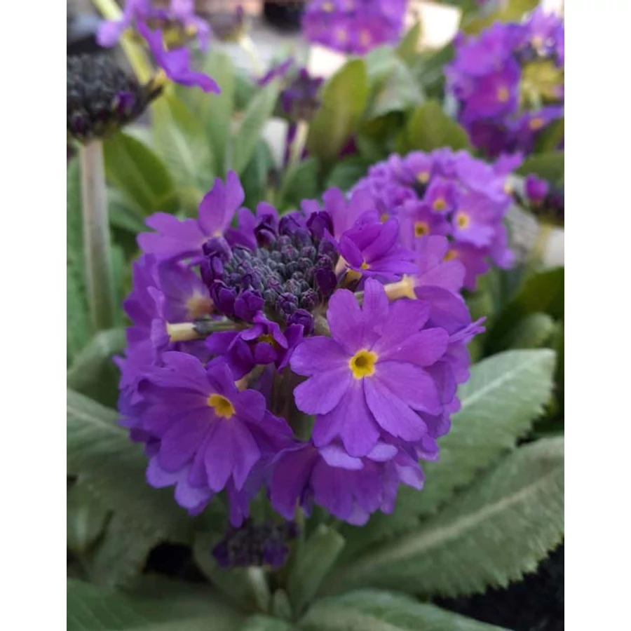 Primula denticulata Prom Lilac Kankalin Cs9