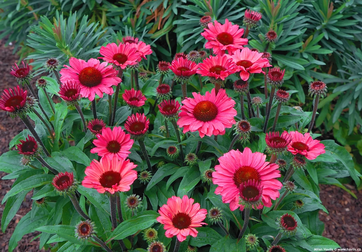 Echinacea 'Sunseekers Pomegranate' - Kasvirág Cs15