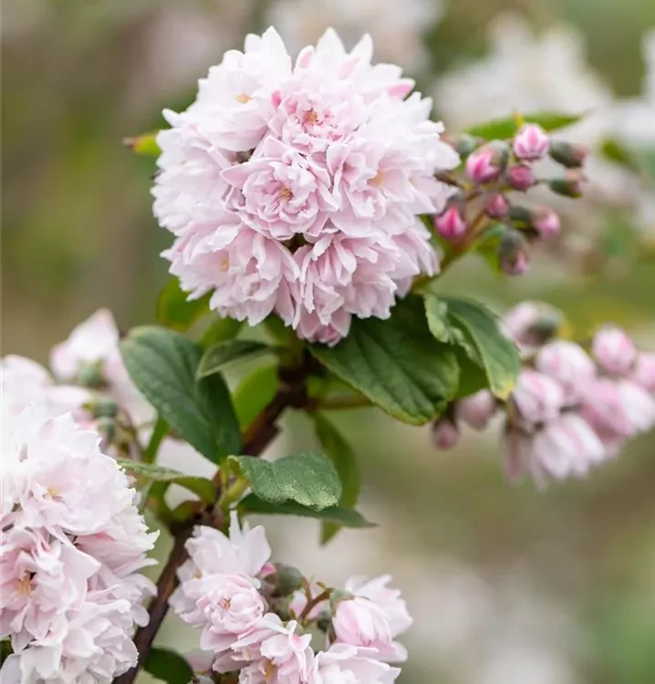 Deutzia Pink Pompom - Gyöngyvirágcserje K3L 40/60