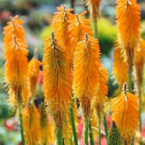 Kniphofia Mango Popsicle fürtös fáklyaliliom D15