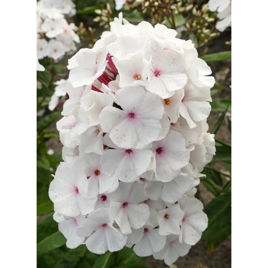 Phlox paniculata Popey Bugás lángvirág D14