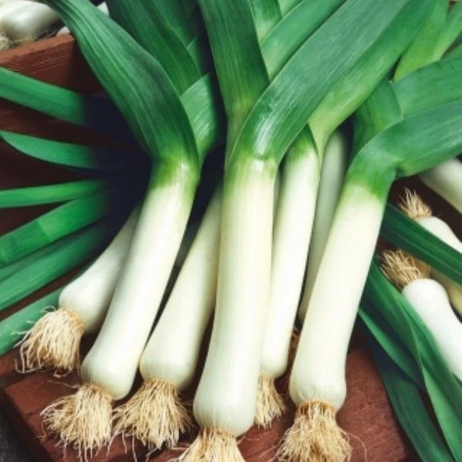 Fűszernövény-Allium porrum - Póréhagyma Cs12 Iván