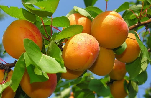 Prunus armeniaca Albicocco- Kajszibarack 1/2 törzses CLT9