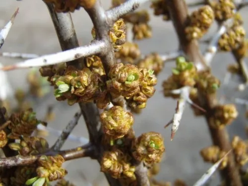 Hippophae rhamm. 'Pollmix' - Porzós homoktövis K2 40/50