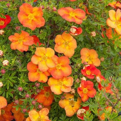 Potentilla fruticosa Red ace - Cserjés pimpó piros K1,5l 10/20