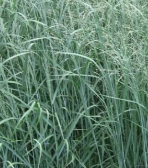 Panicum virgatum Prairie Sky - Vesszős köles CS14
