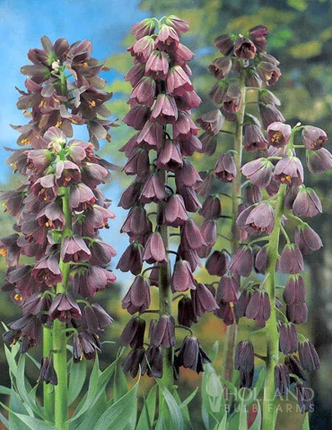 Császárkorona fritillaria persica