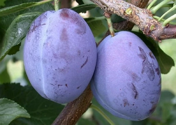 Prunus domestica President -  Szilva K5