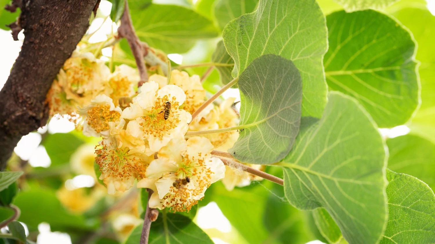 Actinidia arguta 'Prince Jumbo' - Jumbo kivik porzója 50/60 K2