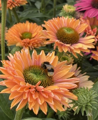 Echinacea SunSeekers Pumpkin Pie - Kasvirág CS14