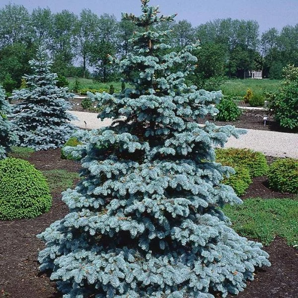 Picea pungens -Hoopsii Ezüstfenyő 100/125 K25/40