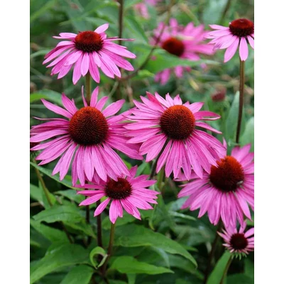 Echinacea purpurea Lakota Rose- Kasvirág rózsaszín K2