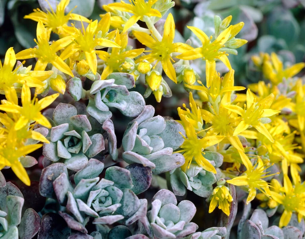 Sedum spathulifolium 'Purpureum' Cs9