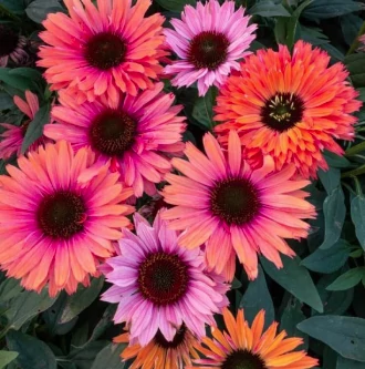 Echinacea SunSeekers Rainbow - kasvirág