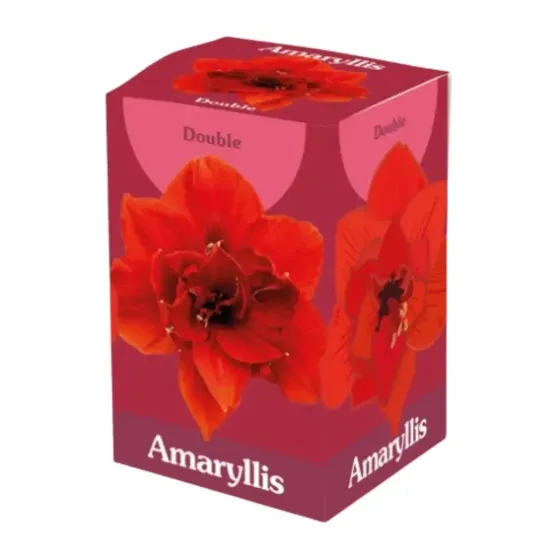Jub HollandAmaryllis virághagyma 1-db Double Red dobozban