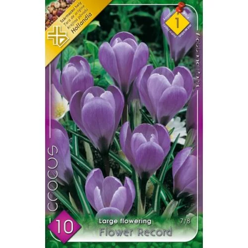 crocus virághagya Flower Record 8db