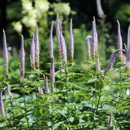 Veronicastrum virginicum Red Arrows - virginiai veronika Cs14
