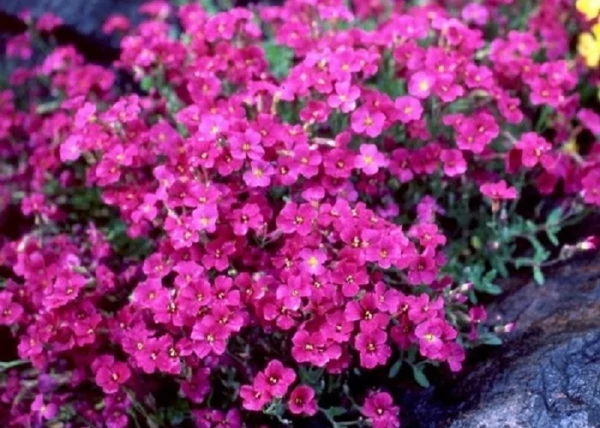 Aubrieta cuotoorum Axcent Glacier Red Pázsitviola CS14