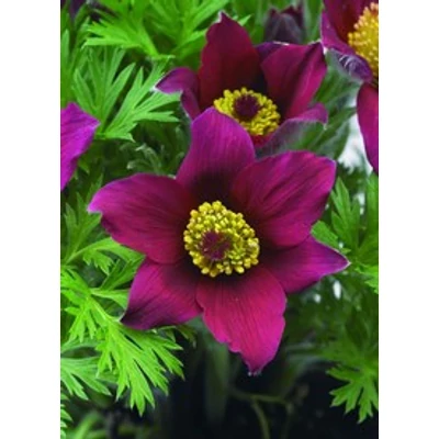 Pulsatilla vulgaris Pulsar Red Shades- nyugati kökörcsin Cs9