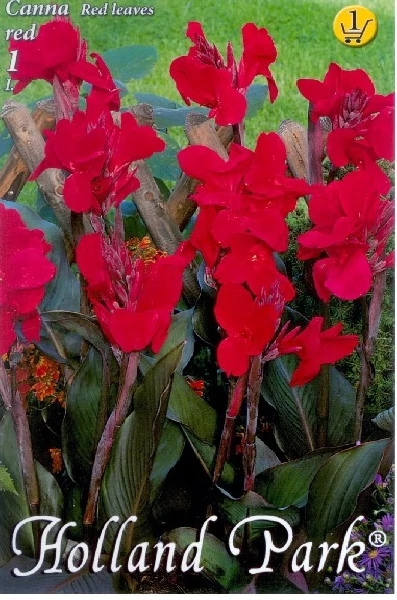 Canna virág  Red 1-db os