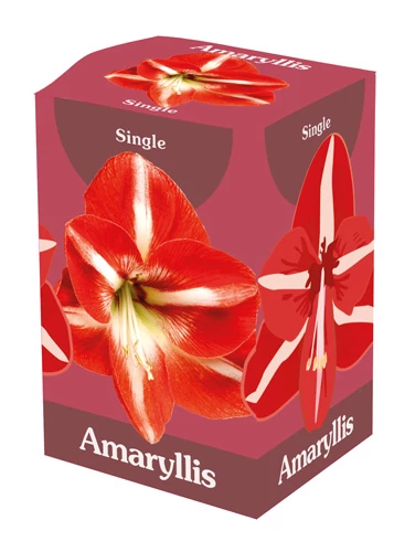 Jub HollandAmaryllis virághagyma 1-db Double Red White dobozban