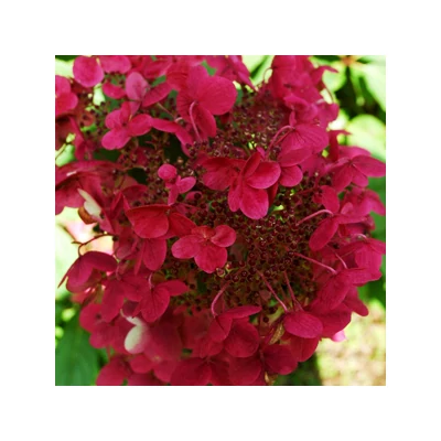 Hydrangea paniculata Wim's Red– Bugás hortenzia K2L 20/40