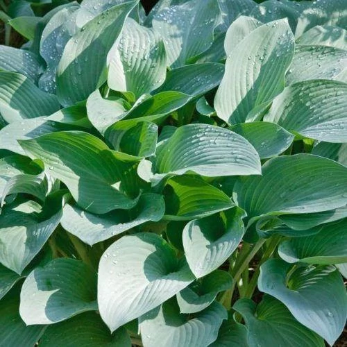 Hosta Krossa Regal- Árnyékliliom CS14