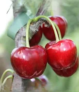 Prunus avium Regina cseresznye 1/2 törzses K10 - Cseresznye