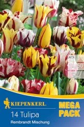 Kiepenkerl Rembrandt Mischung vegyes tulipánhagymák MEGA PACK 14db