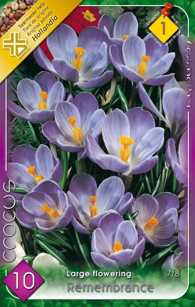 crocus virághagyma Remembrance 8db