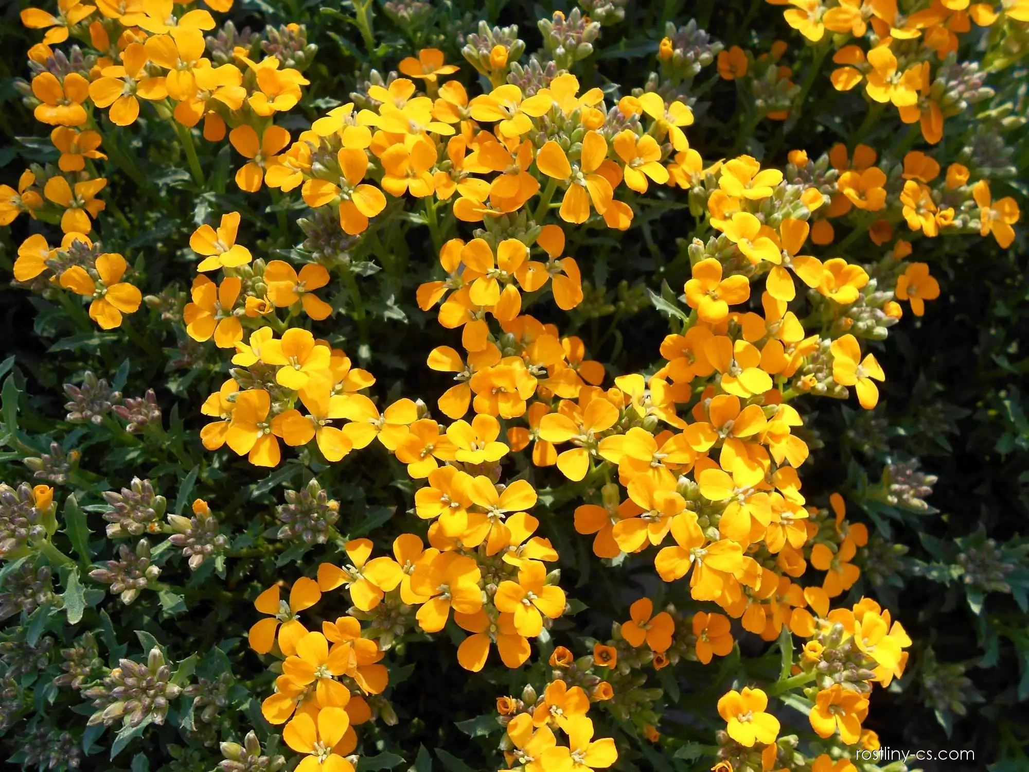 Erysimum pulchellum Altgold-Repcsény CS9