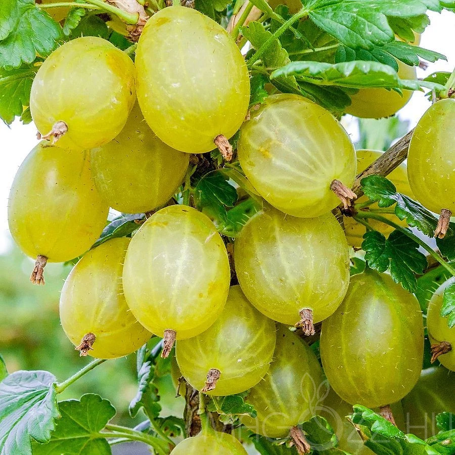 Ribes uva crispa yellow -  Egres K3,5L