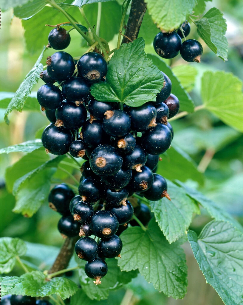 Ribes rubrum  Titania Fekete ribizli K2 30/50