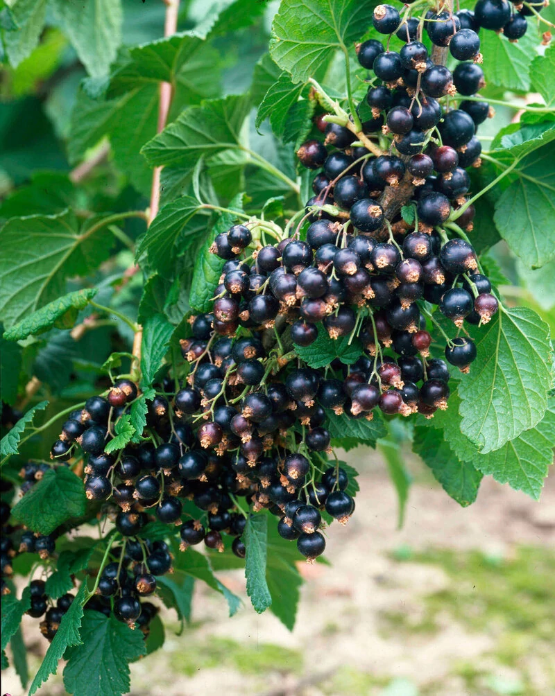 Ribes rubrum 