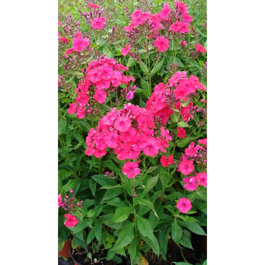 Phlox paniculata Red Riding Hood - Bugás lángvirág D14