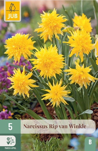 Jub Rip van Winkle - Nárcisz virághagyma 5 db/cs