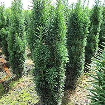 Taxus baccata Fastigiata Robusta - Oszlopos tiszafa 80/100 K25/35