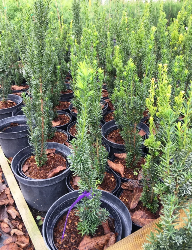 Taxus baccata Fastigiata Robusta - Oszlopos tiszafa 30/40