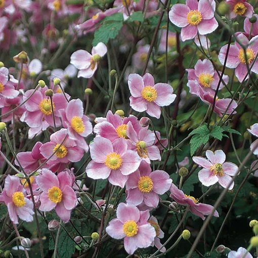 Anemone tomentosa Robustissima - Őszi szellőrózsa, kínai szellőrózsa CS14