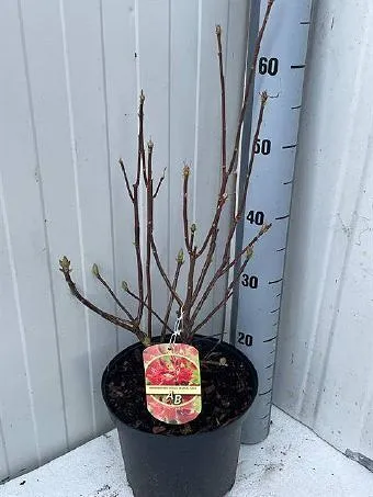 Rhododendron mo fireball Azálea K23l 60cm