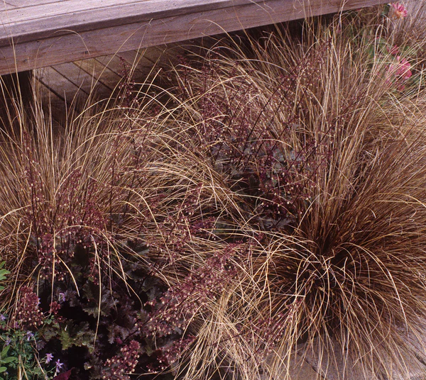 Carex buchananii Red Rooster sás Cs9