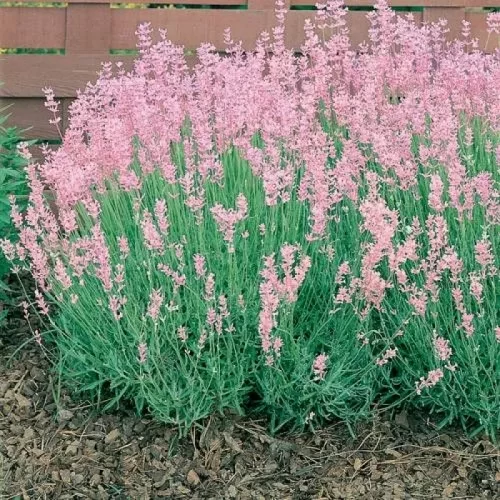 Lavandula angustifolia Rosea- Levendula Cs12