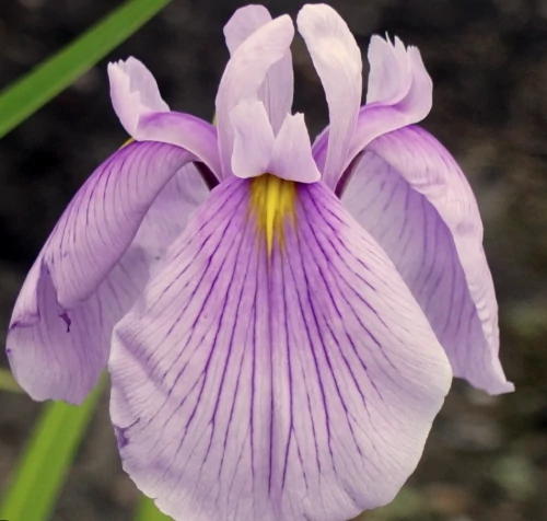 Iris ensata Rose Queen - Japán mocsári nőszirom Cs14
