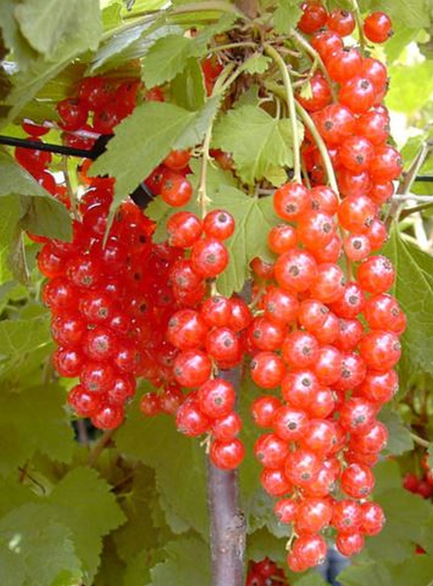 Ribes rubrum 'Rosetta' - Piros ribizli K2 30/50